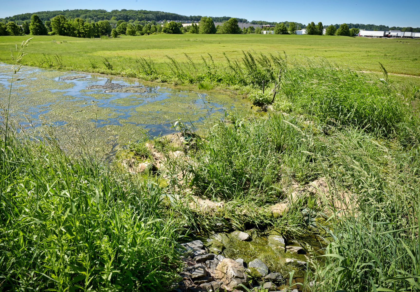 swale swamp 3